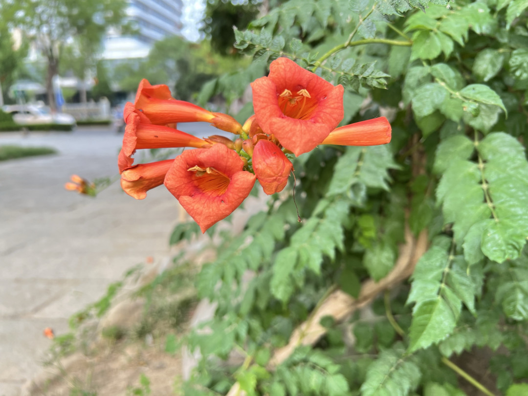 凌霄花与iPhone 13 Pro Max