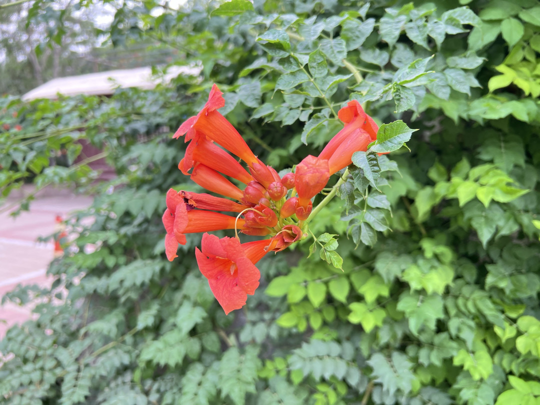 凌霄花与iPhone 13 Pro Max