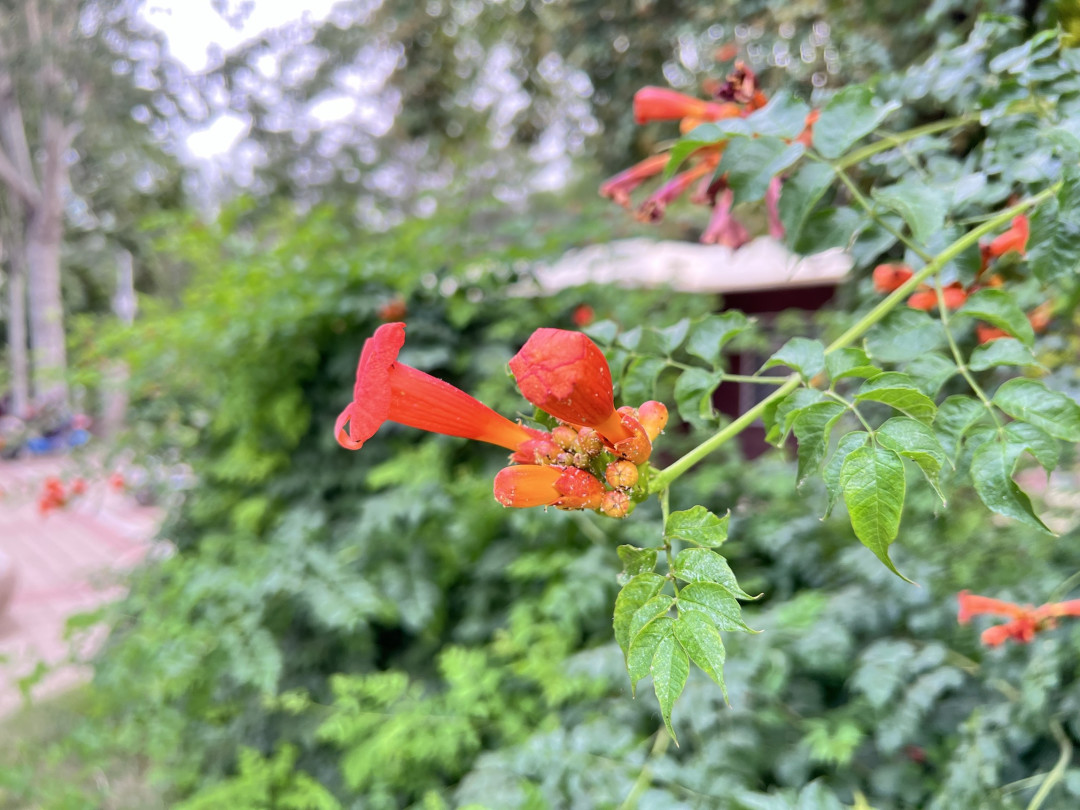 凌霄花与iPhone 13 Pro Max
