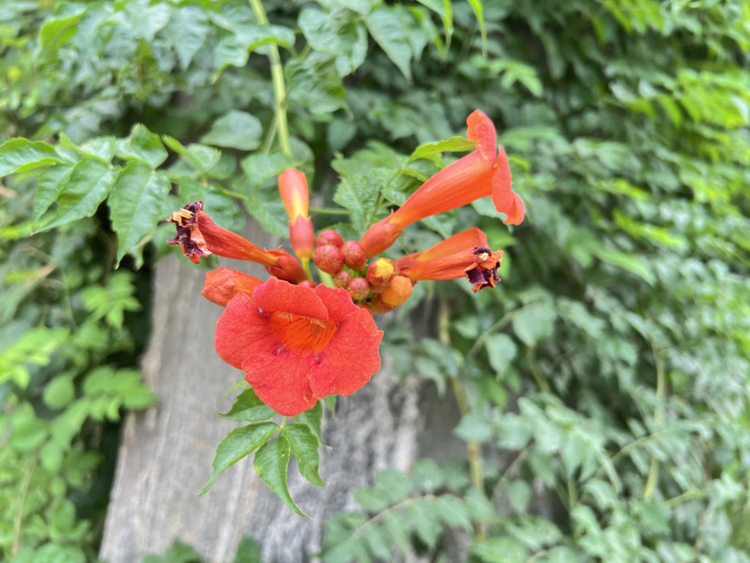 凌霄花与iPhone 13 Pro Max