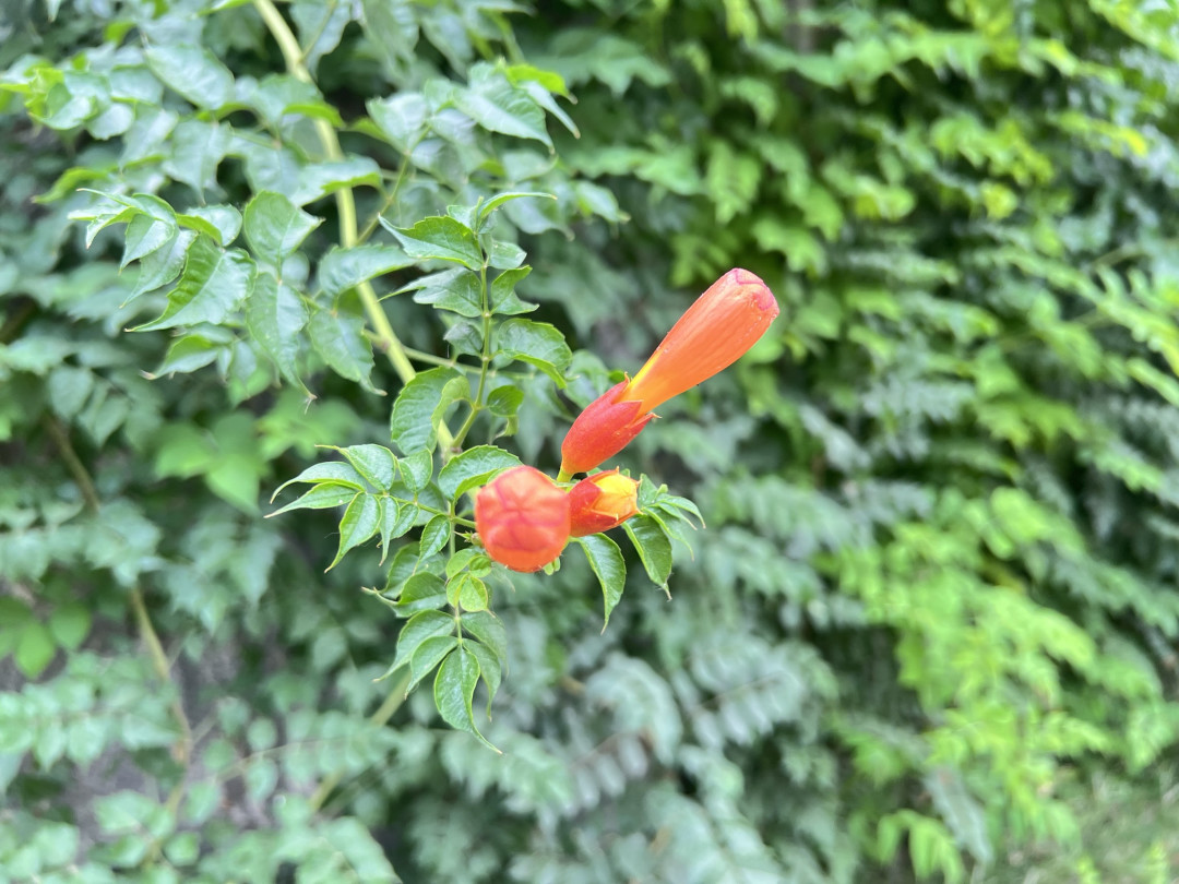 凌霄花与iPhone 13 Pro Max
