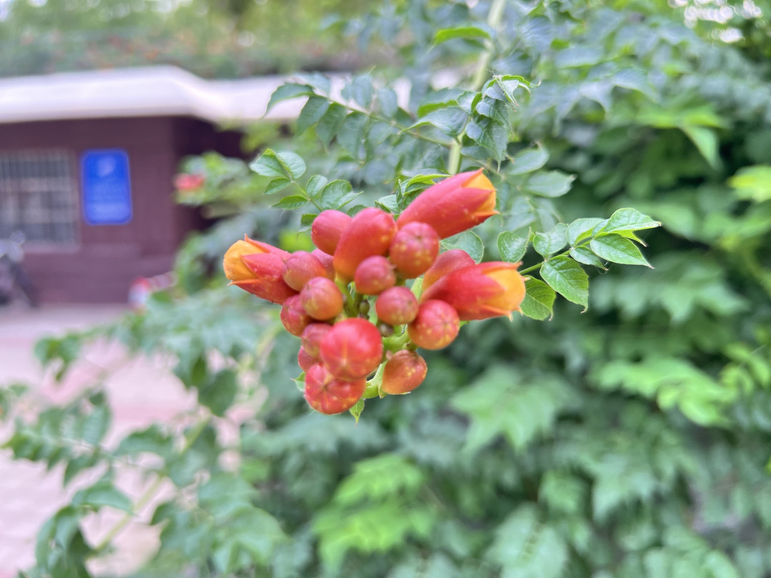 凌霄花与iPhone 13 Pro Max