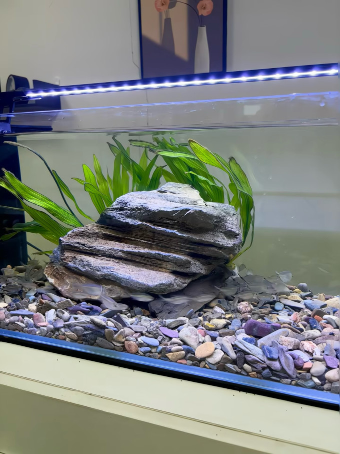 鱼缸