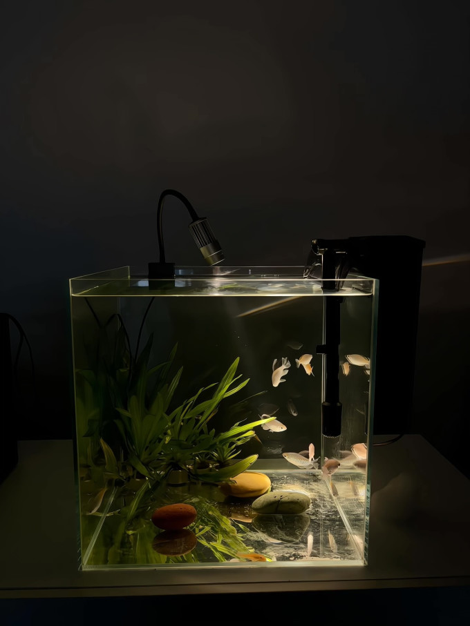 鱼缸