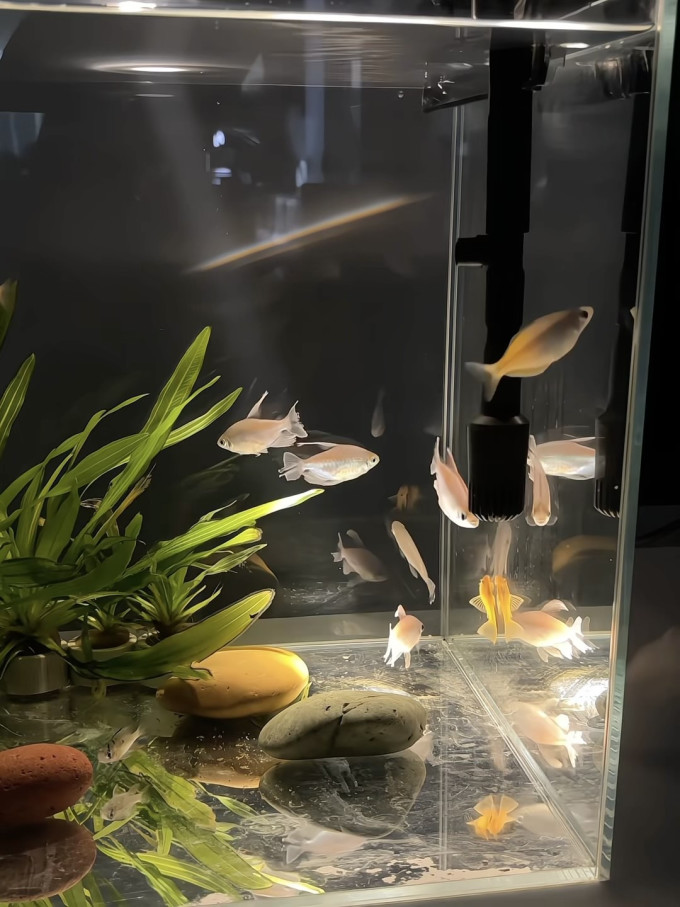 鱼缸
