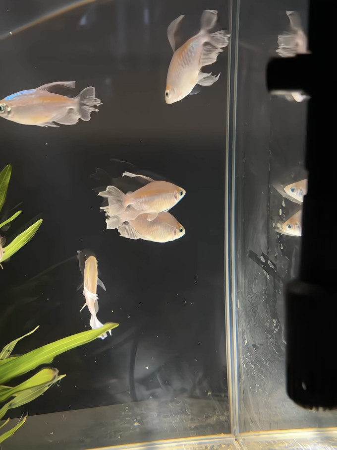 鱼缸