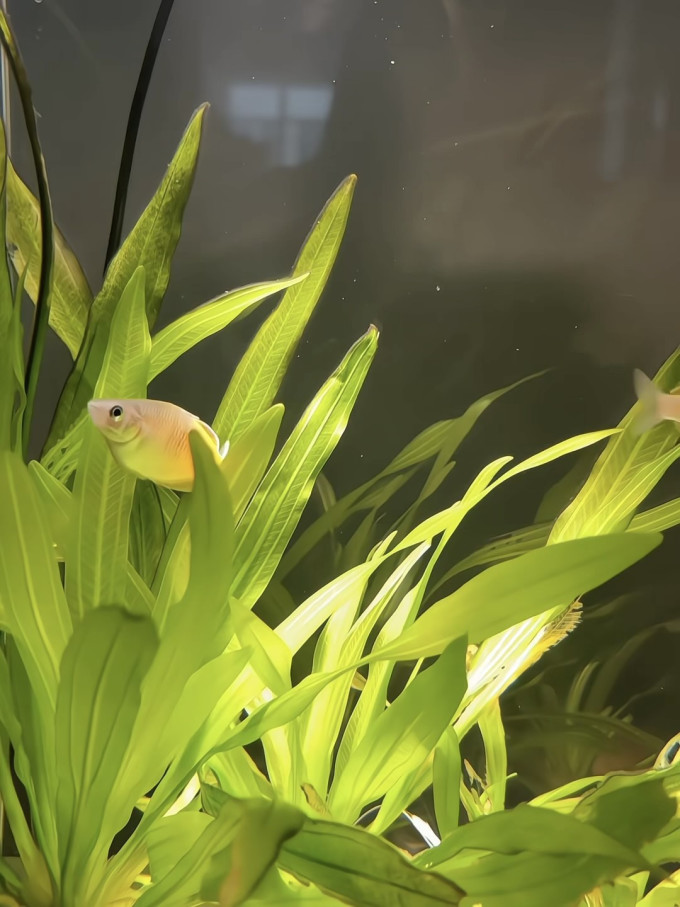 鱼缸