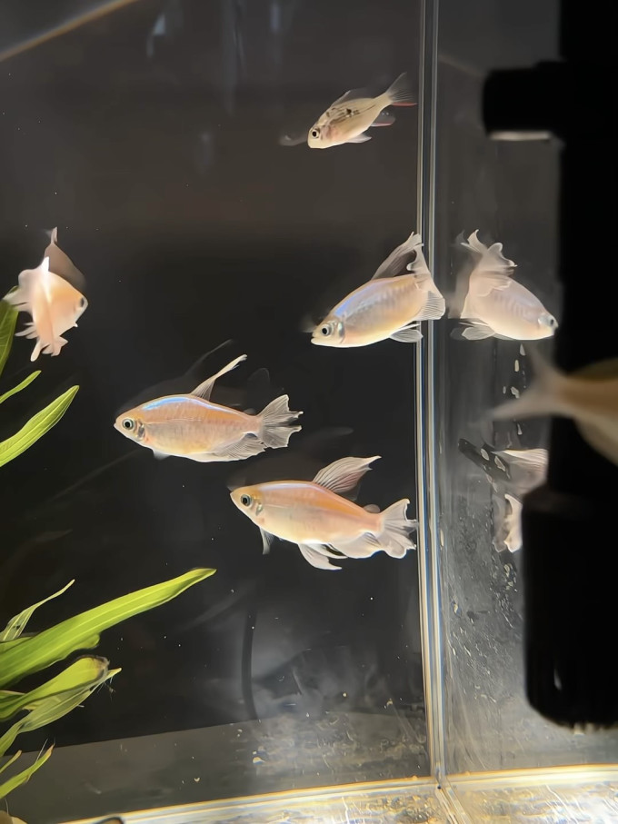 鱼缸