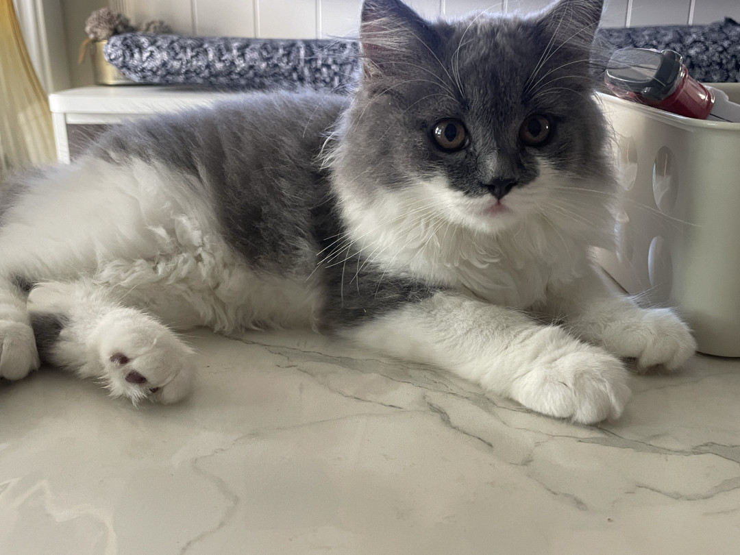 养三只猫是什么体验?
