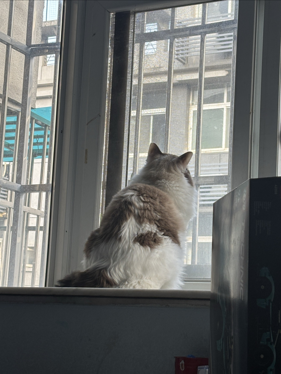 养三只猫是什么体验?