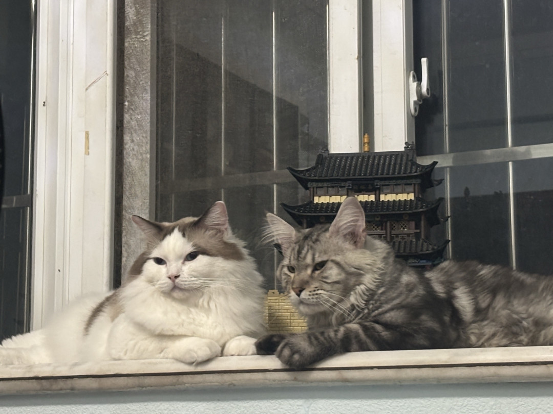 养三只猫是什么体验?
