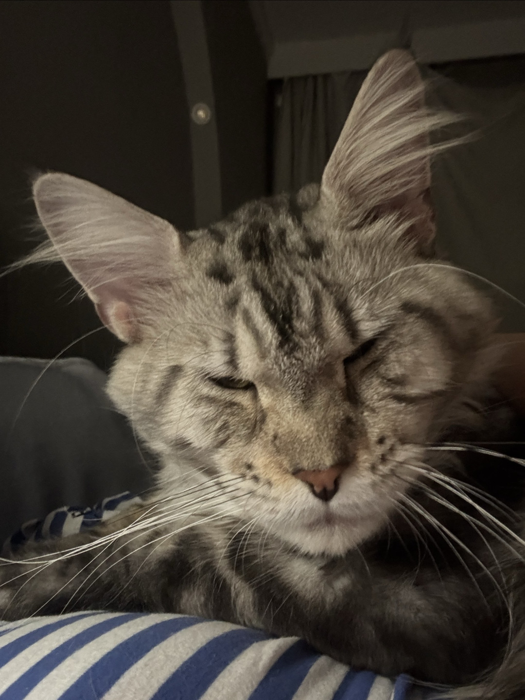 养三只猫是什么体验?