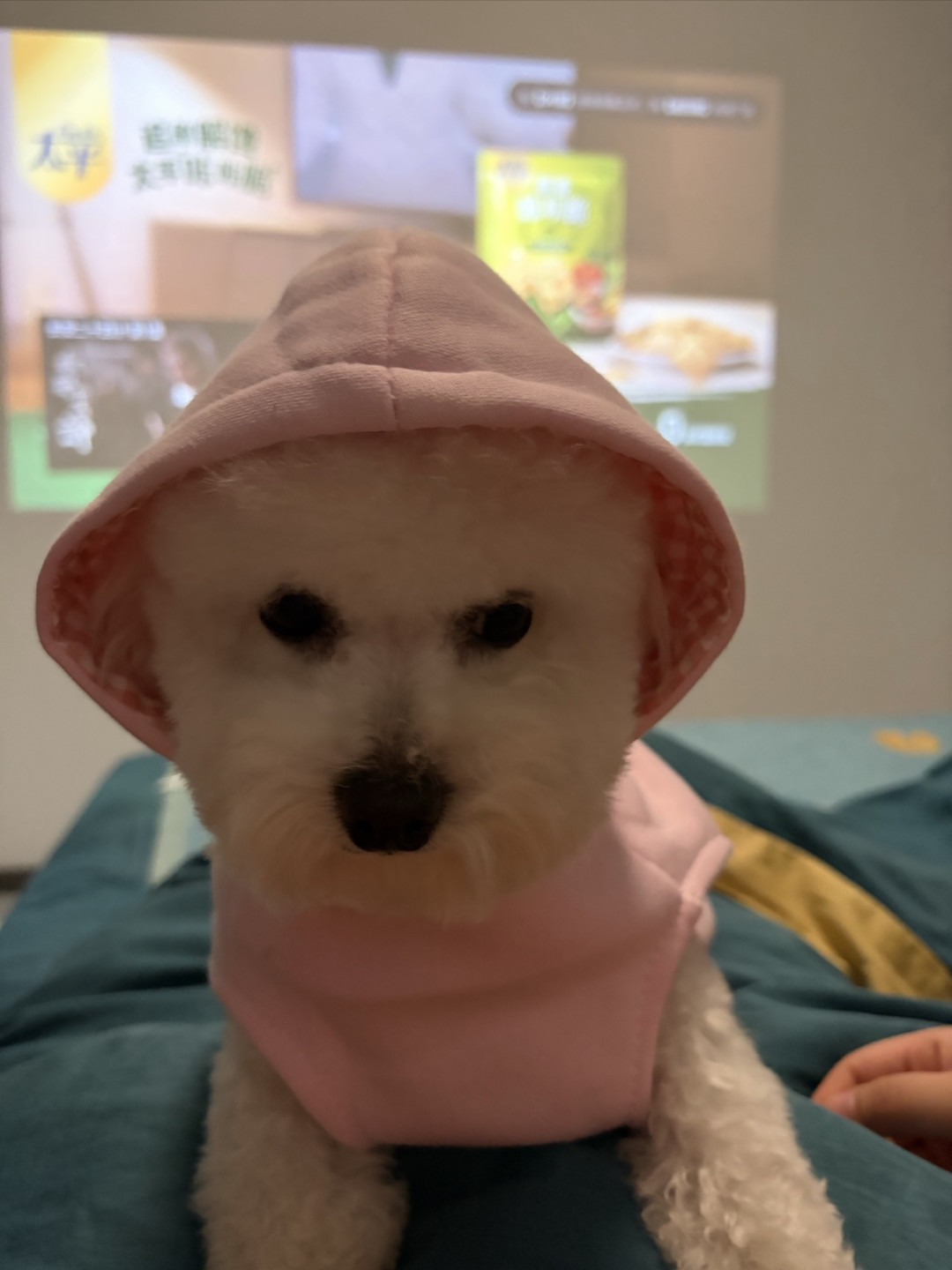 狗狗的新衣服