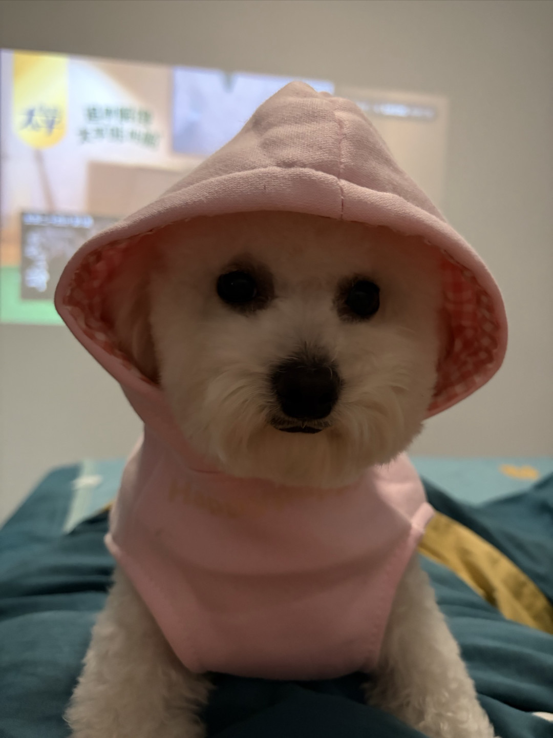 狗狗的新衣服
