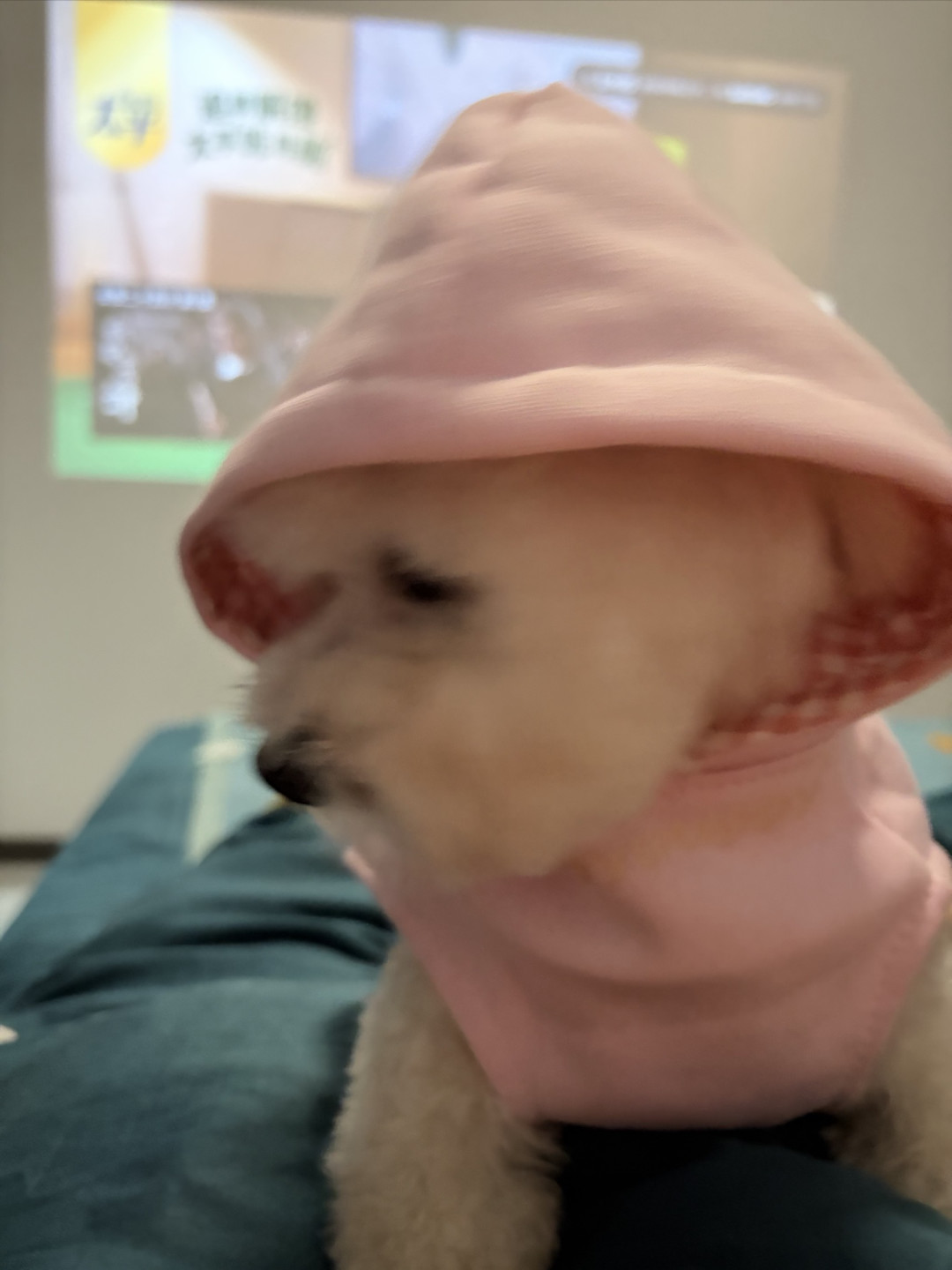 狗狗的新衣服