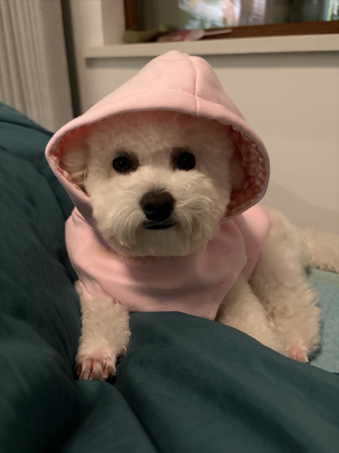 狗狗的新衣服