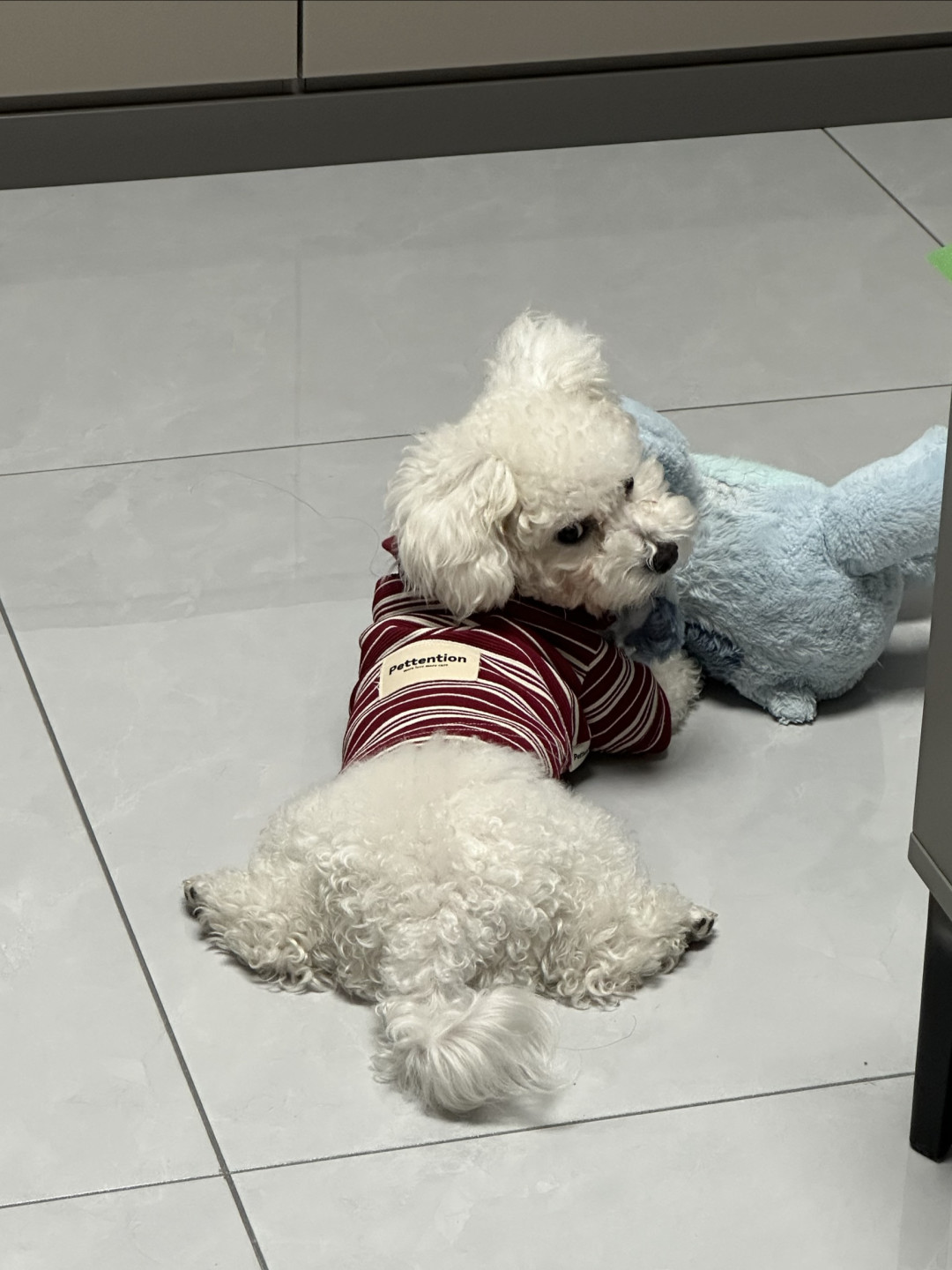 狗狗的新衣服