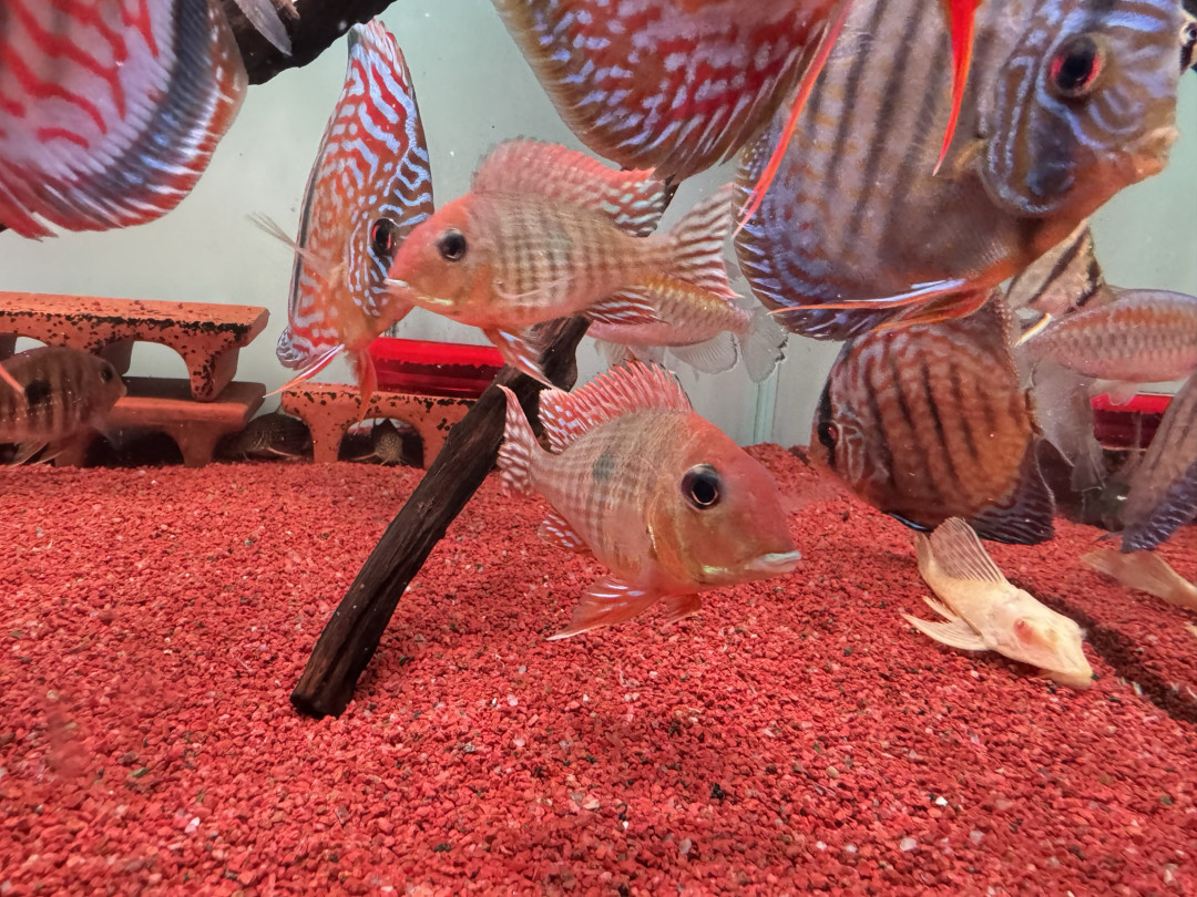 七彩神仙鱼