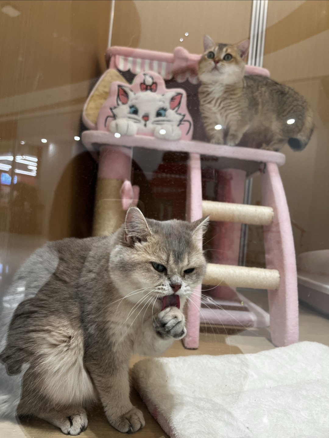小猫咪