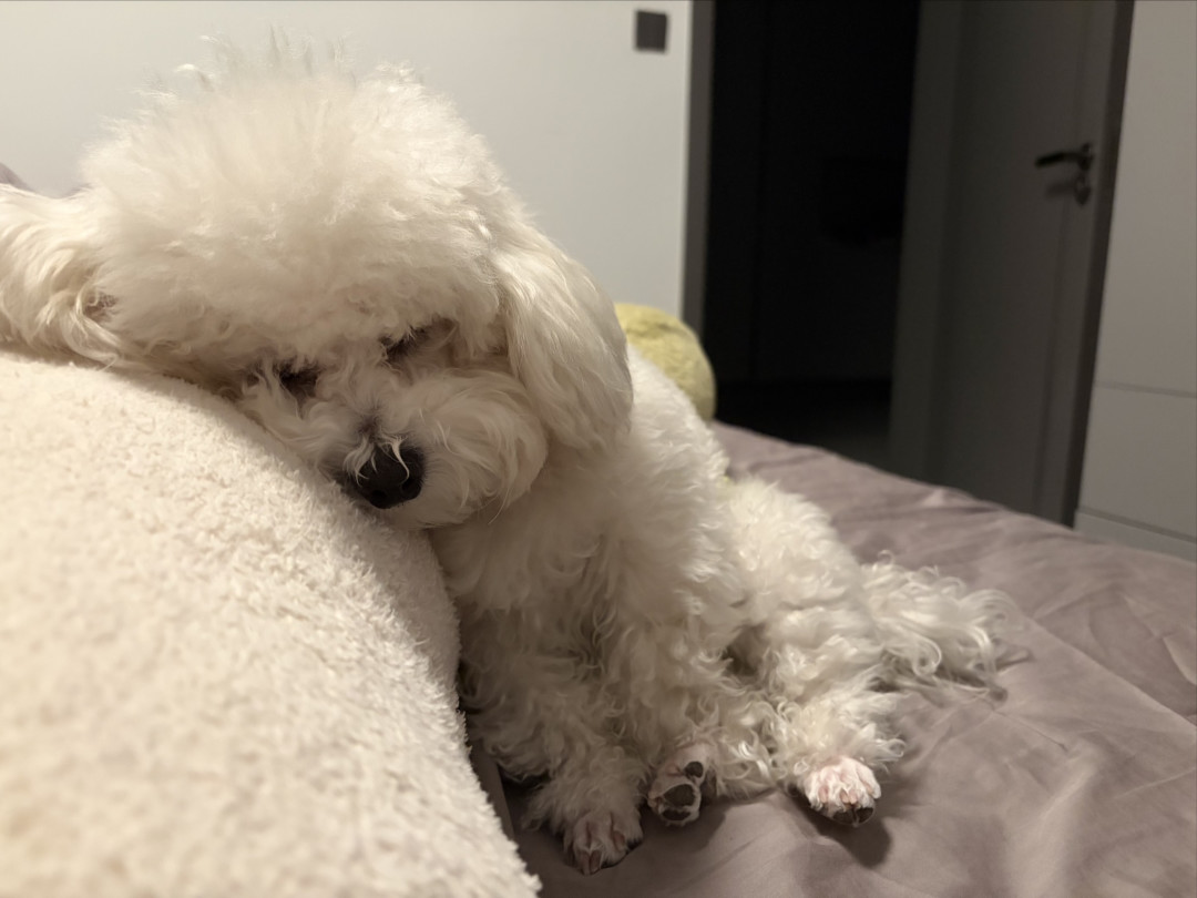 关于狗狗爱妈妈表现
