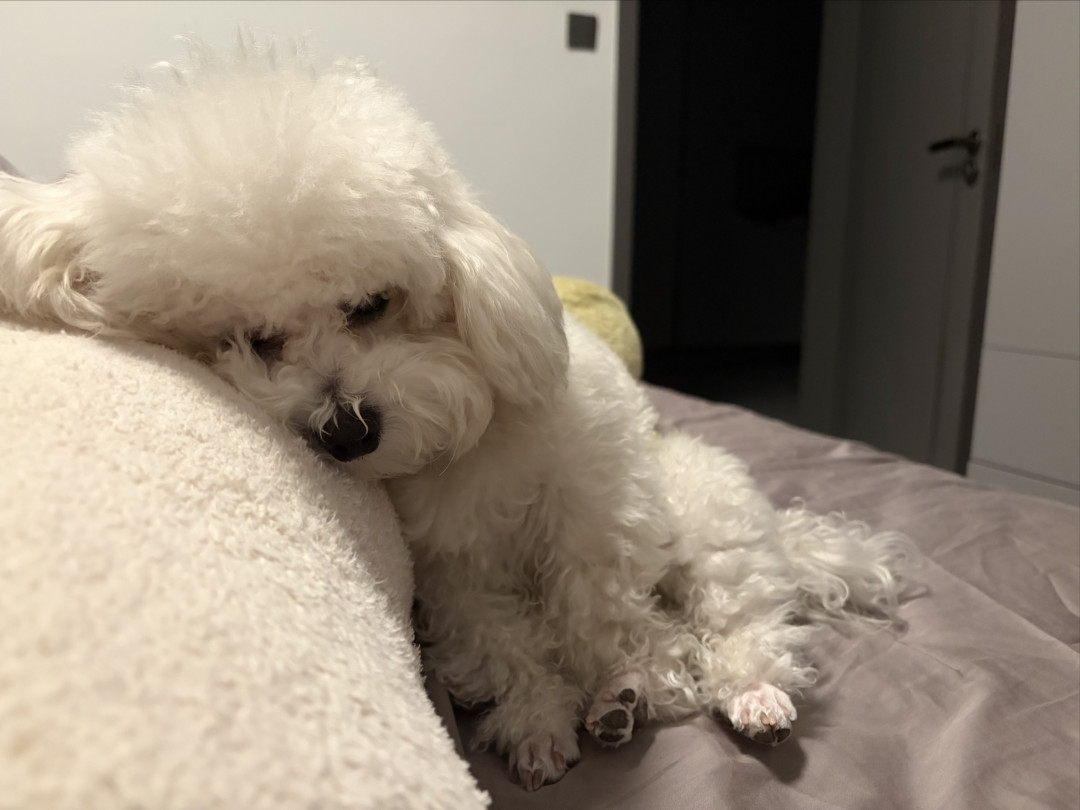 关于狗狗爱妈妈表现