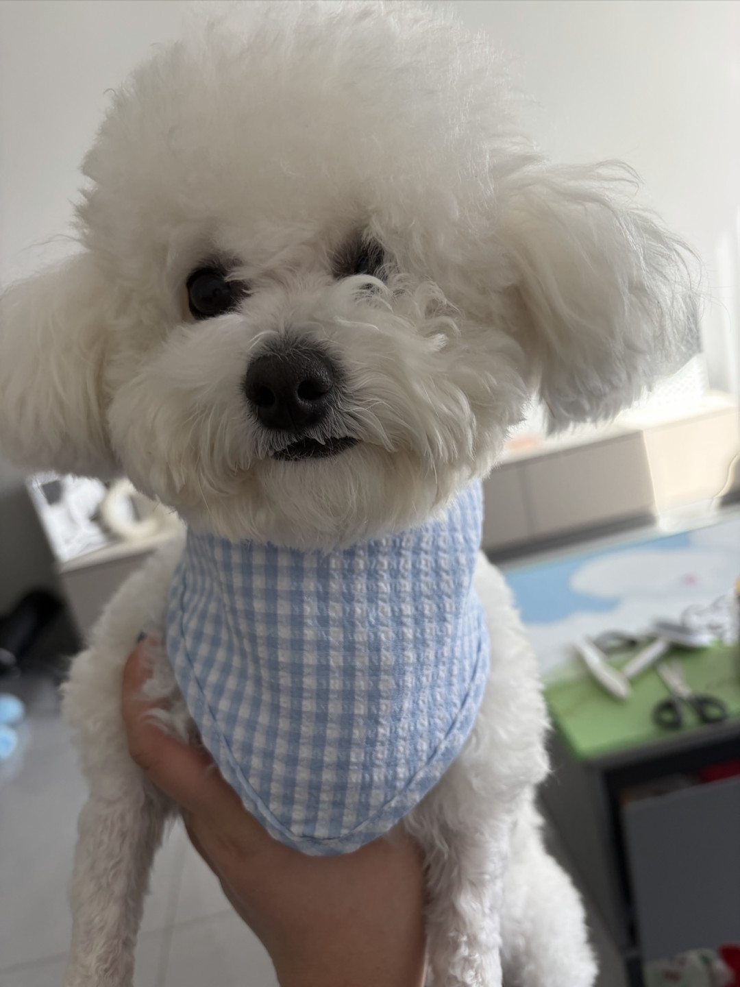 狗狗得口水巾