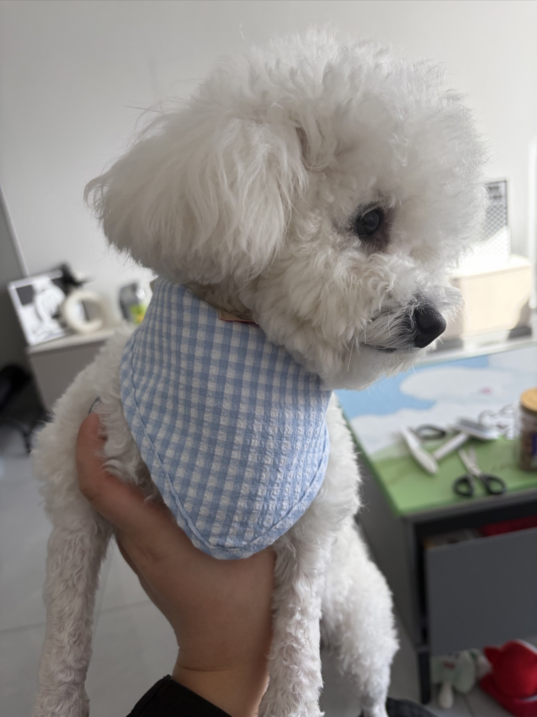 狗狗得口水巾