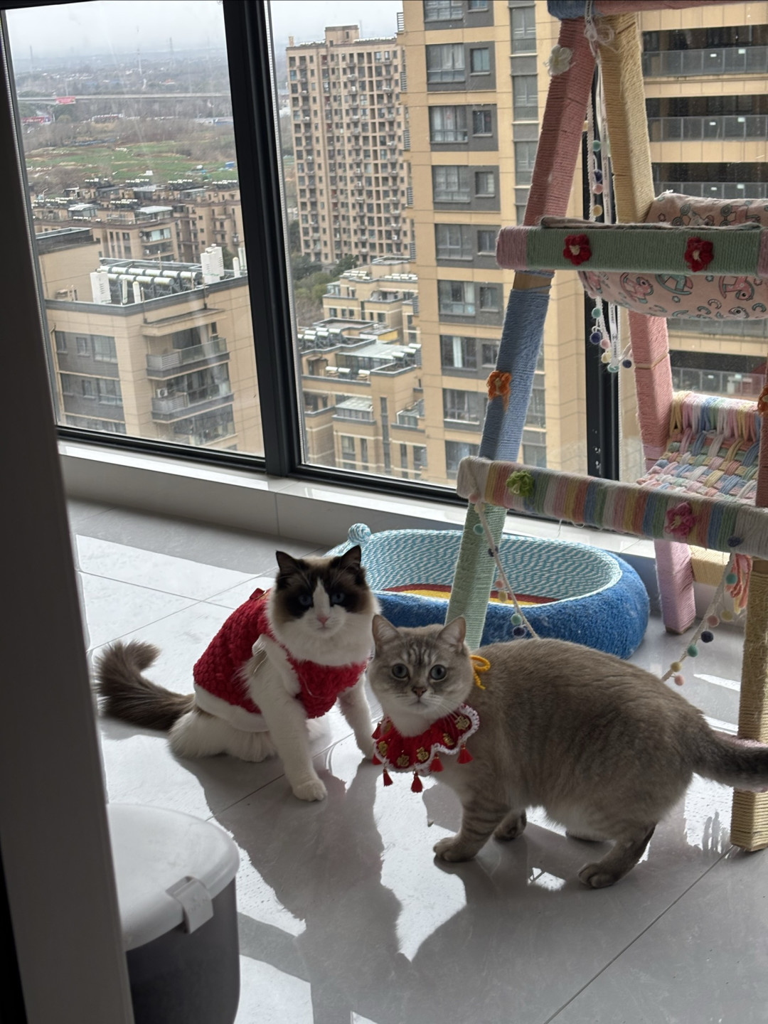 春季遛狗遛猫必备