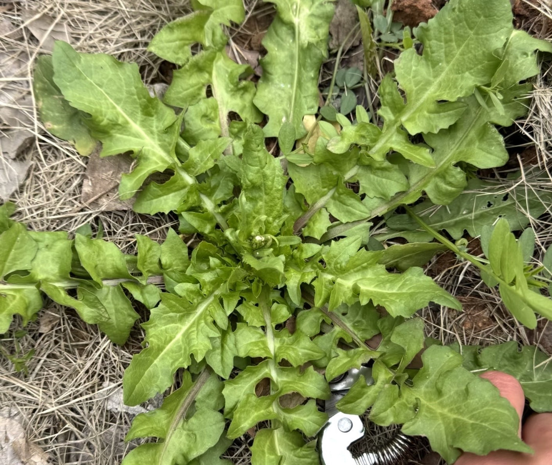 田埂上的黄花苗:苦后回甘