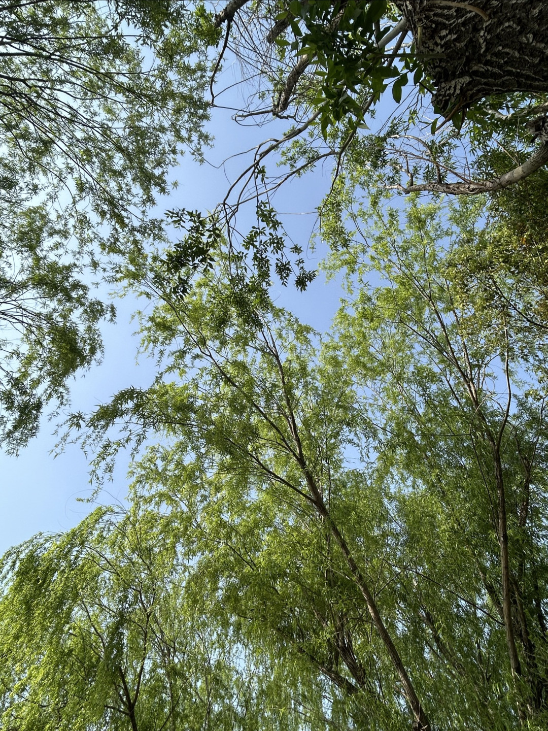 郁金香盛开,周末野餐好去处