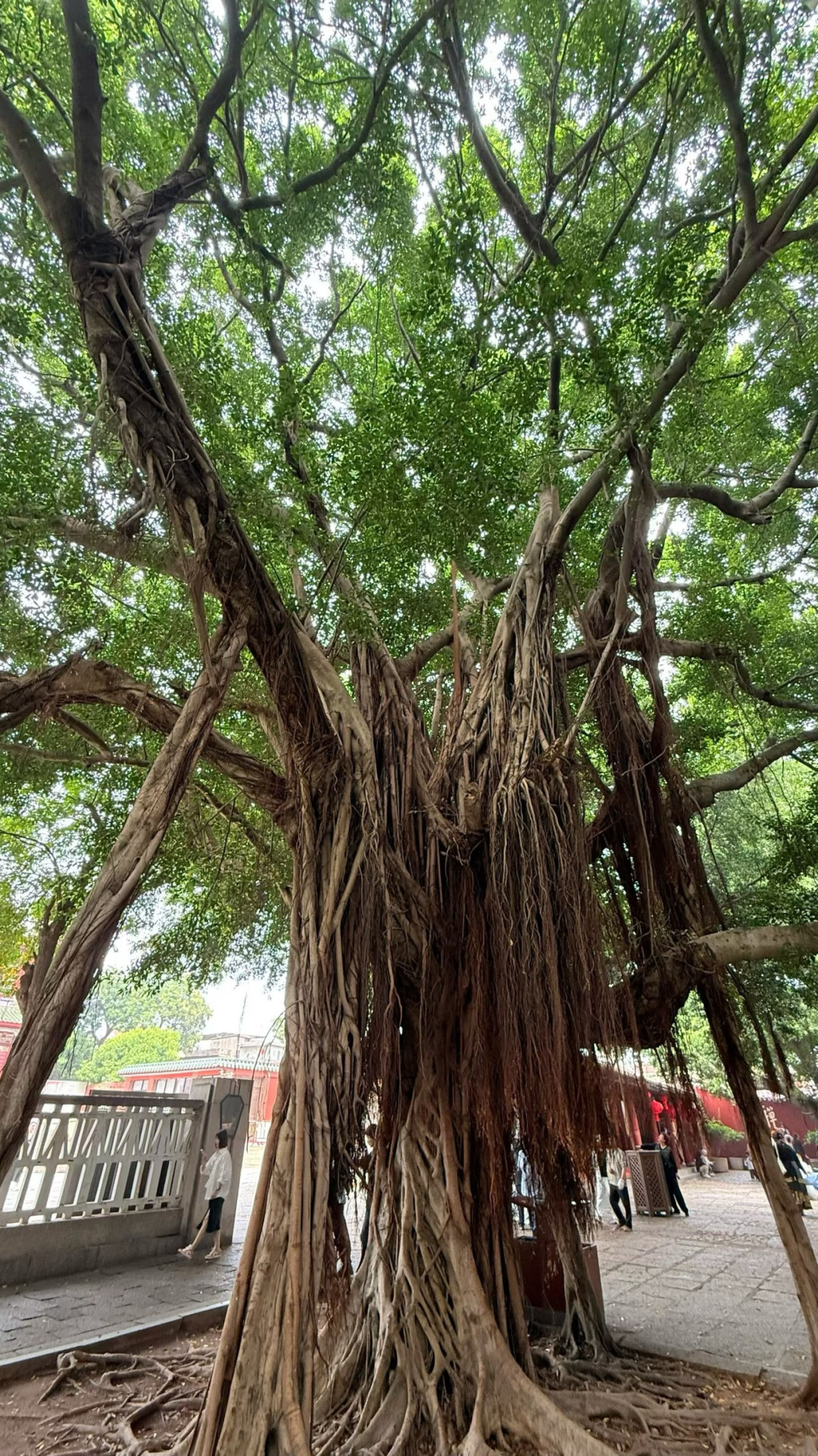 泉州|半城烟火半城仙,一眼沦陷的世遗浪漫