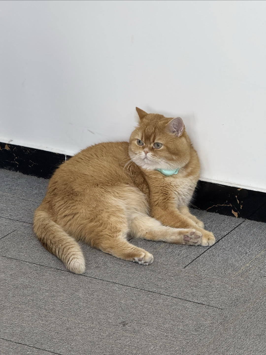 家有小猫,万事不愁