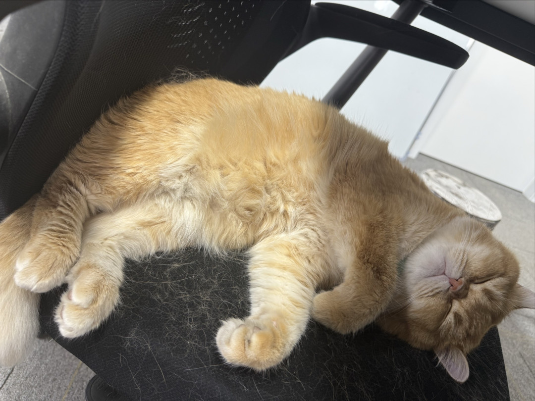家有小猫,万事不愁