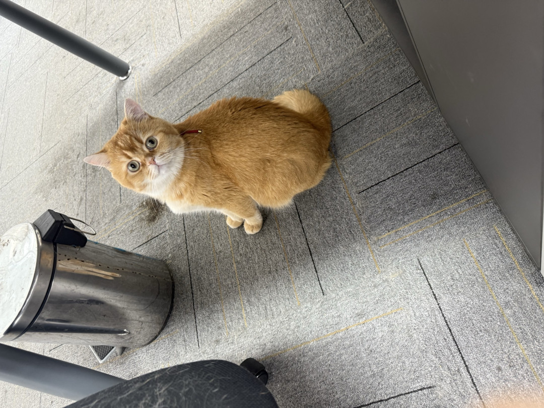 家有小猫，万事不愁
