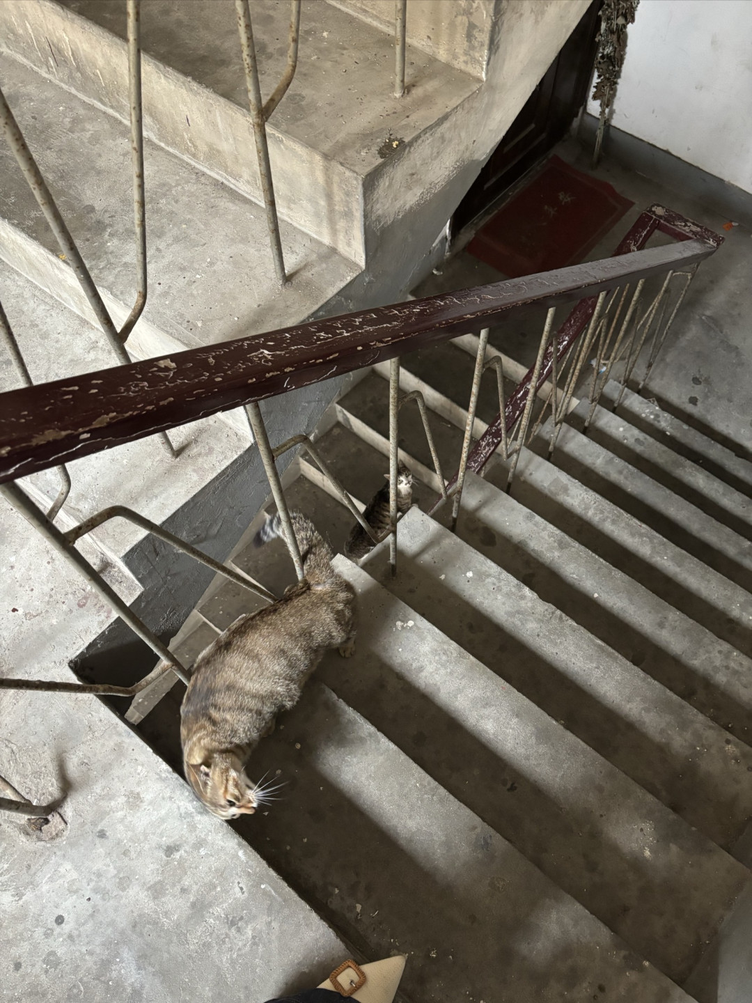 家有小猫🐱