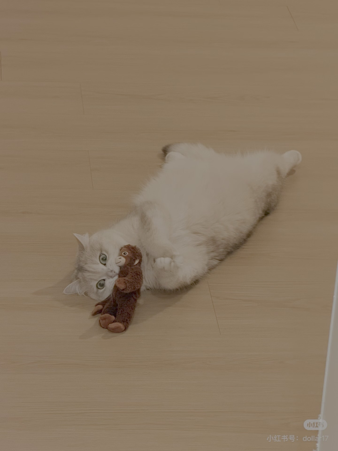 猫的生活哲学:慵懒与自在