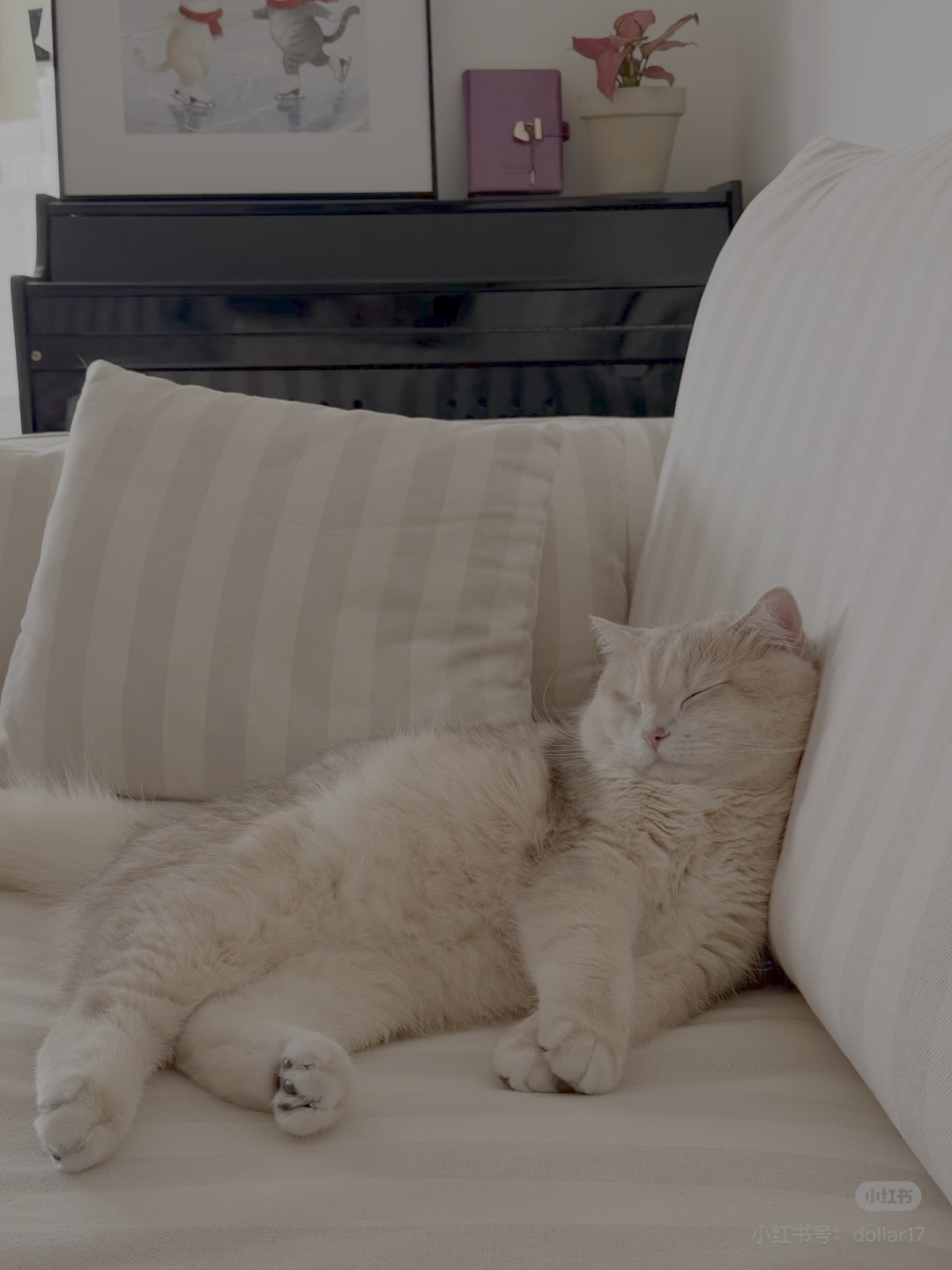 猫的生活哲学:慵懒与自在