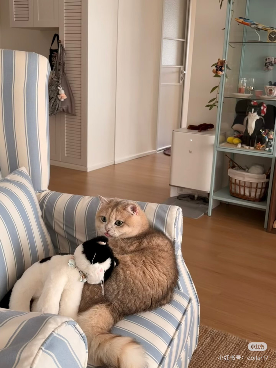 猫的生活哲学：慵懒与自在
