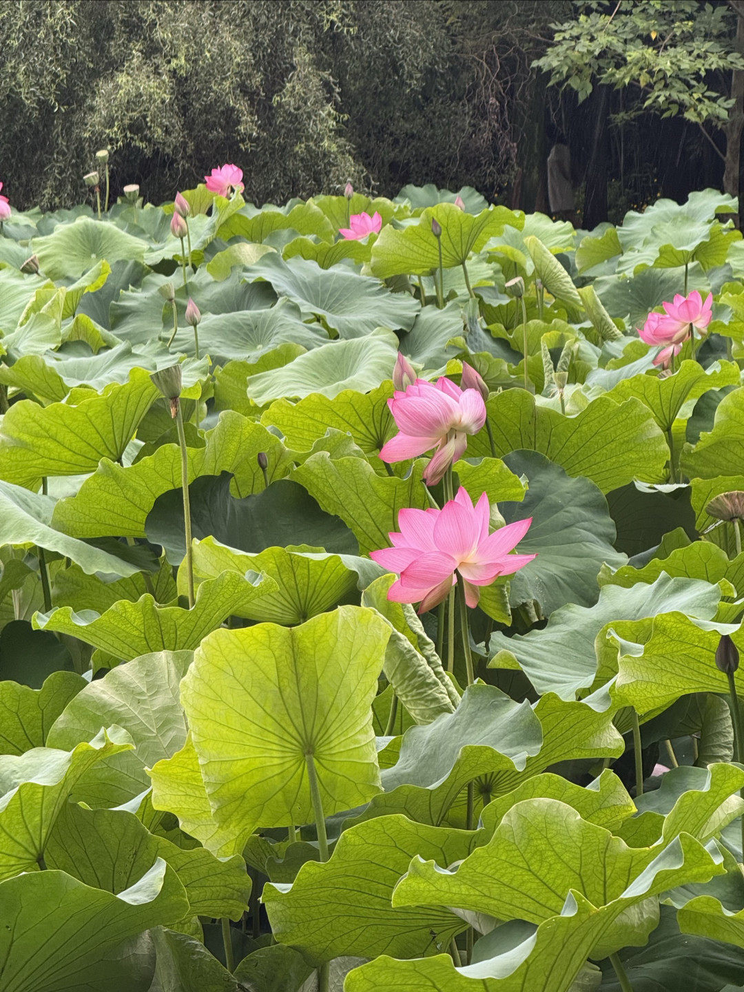 22℃的昆明夏日，1碗卤面1杯咖啡徒步5公里