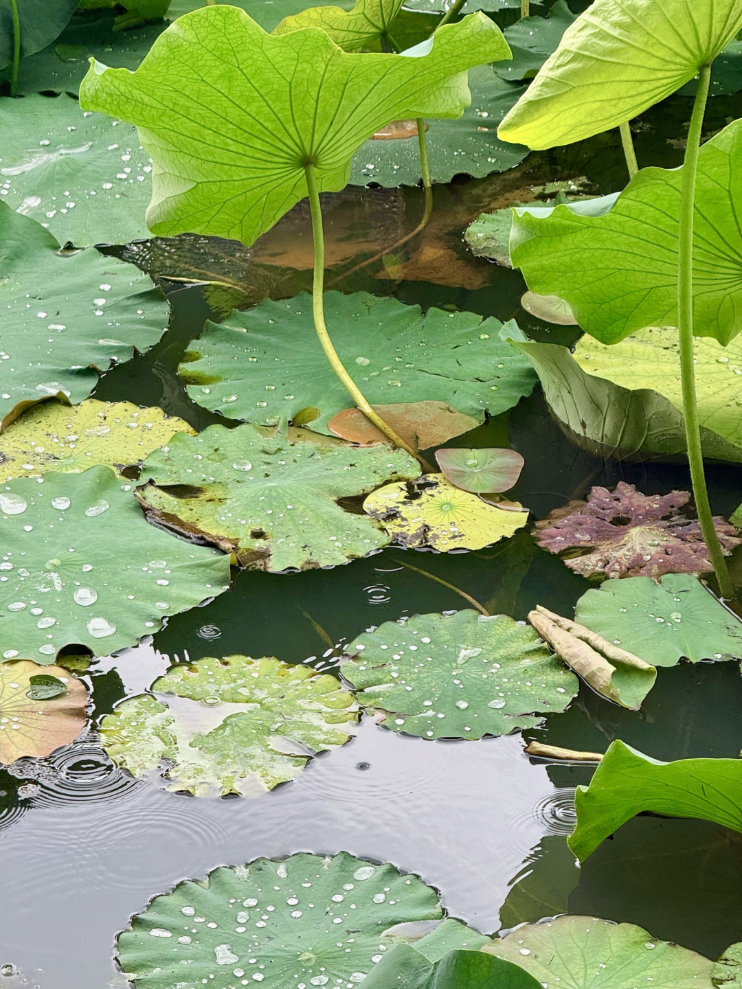 22℃的昆明夏日，1碗卤面1杯咖啡徒步5公里