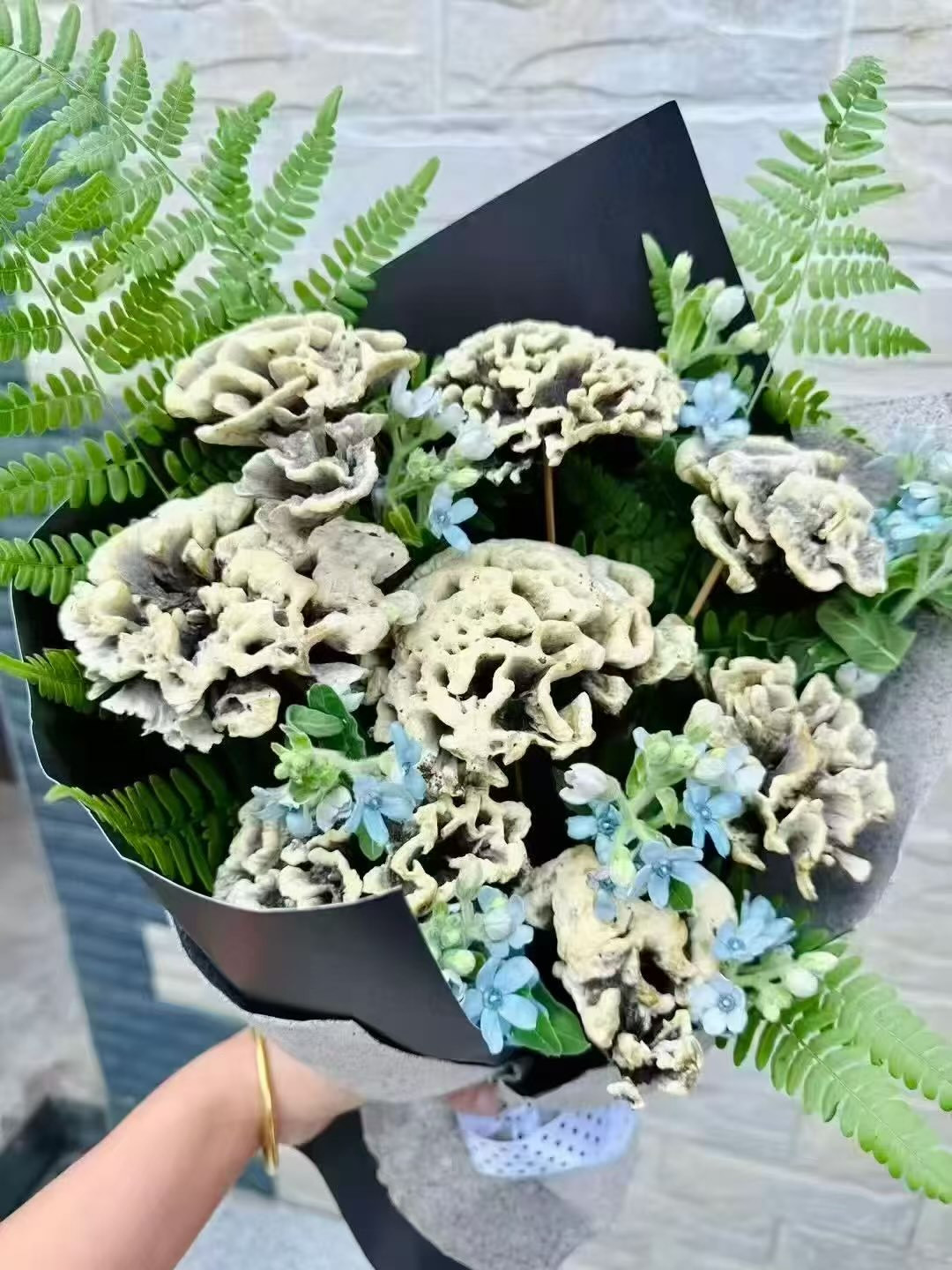 贵得让人犹豫,香得却让云南人痴迷,这种菌子究竟有什么魔力?