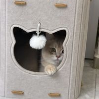 猫咪的新家~