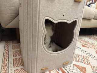 值得买毛毡猫窝试睡体验