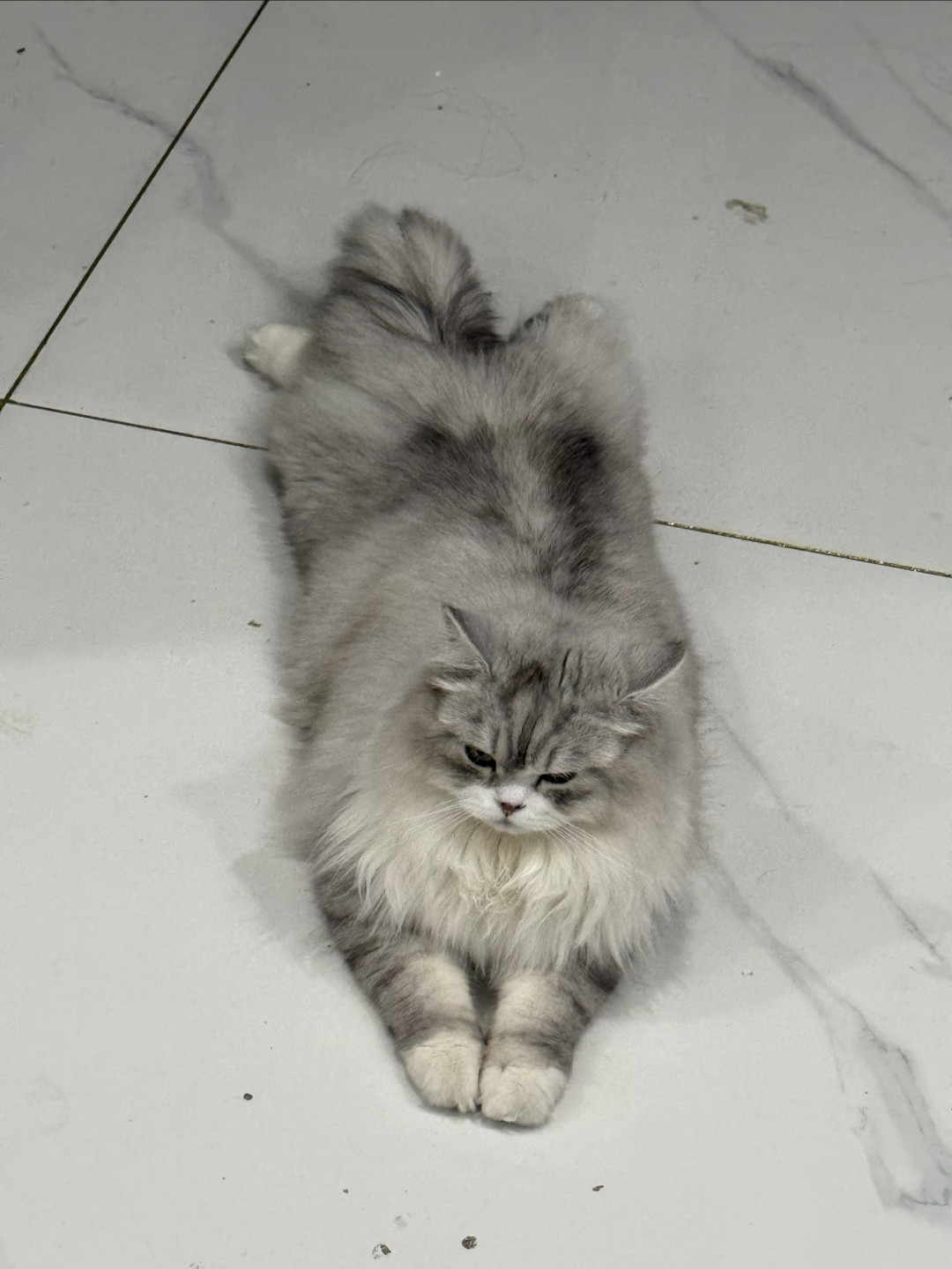 谁懂啊！家里养只小猫等于收获全天治愈小快乐