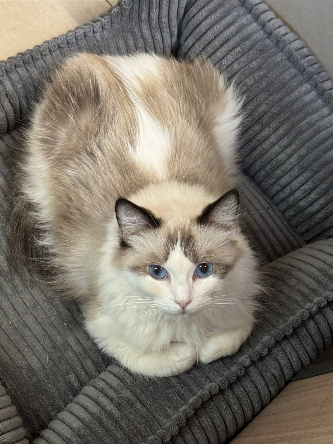木薯猫砂到底能不能用？我花了两周，把皮小兽金标拆成了六个问题