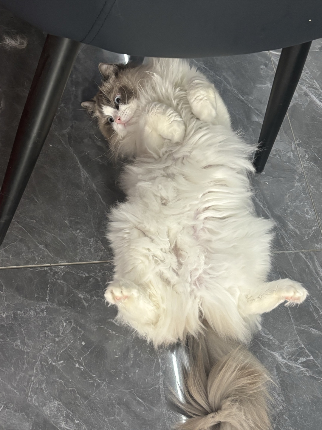 换粮期软便猫粮怎么选?5款产品的过渡适配对比