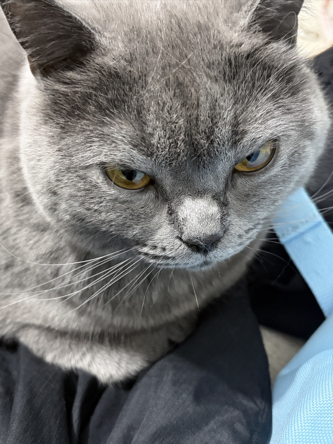 玻璃胃猫粮怎么选?5款猫粮的原料表逐项核对清单