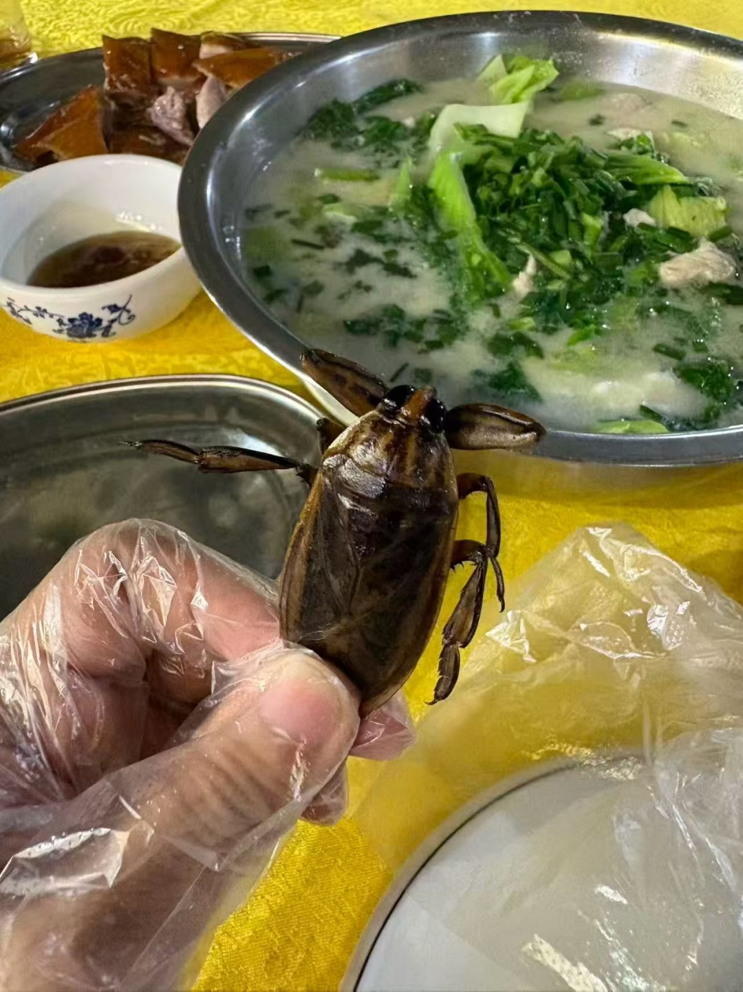 广州攻略:白天看熊猫,晚上吃"水蟑螂",坑我踩完了作业也抄好了